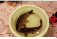 马鞍山水库开竿红熹妹爱爸爸钓的红尾巴鲤鱼