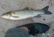 秋天水库钓草鱼的技巧（选点、打窝、钓饵、钓具）