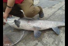 黑坑钓鱼遇到截漂应该怎么调漂？