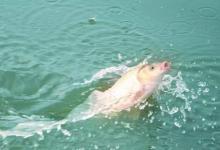 夏季在水库鲤鱼应该怎么钓