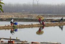 黑坑多回锅鱼怎么钓？细线组轻饵料