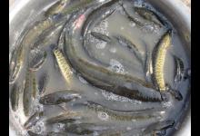 冬季的野塘是钓深还是钓浅？