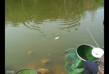 黑坑钓鱼如何选择钓位？4个技巧来帮你