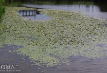 小钩细线野塘钓大鱼技巧问答
