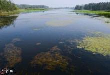 肥水塘的判断和垂钓技巧