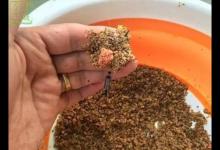 黑坑钓鱼技巧，尤其是不让打窝怎么办？