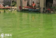 肥水塘难钓鱼的原因及垂钓打窝技巧