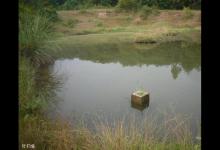 在鱼密度比较低的坑塘里如何钓鱼？