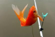 野外流水水域的作钓技巧