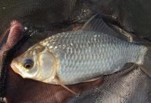 深水域钓鱼，无漂怎么钓？