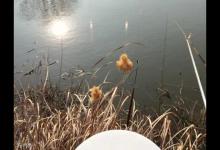 冬季野塘野钓夜钓的用饵技巧