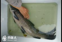 钓友分享夏天黑坑混养钓青、草鱼技巧