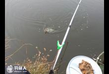 高手支招野塘作钓技巧及用饵攻略