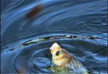 黑坑钓鱼大师的十句经典总结(一)