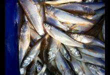 老家山塘爽钓钓得马口鱼爆箱