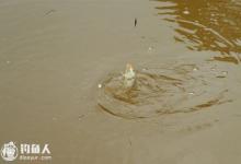 钓浑水鱼的三个技巧，如何在浑水中钓鱼