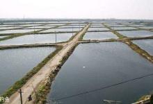 如何判断养殖塘的养殖方式及习性特征技巧