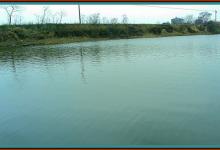 水塘开展伏击战 巧擒黑背鲫[钓鱼人zwg]