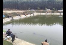 黑坑肥水塘钓滑鱼的实用技巧分析