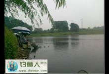 秋季爽钓收费鱼塘金鲮鱼饵显神威日记