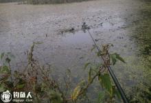 根据水情巧判肥水塘钓鱼用饵技巧