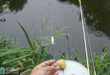 淤泥塘个人垂钓心得（调漂、用饵、避小鱼）