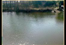 河岸垂纶笑盈盈 乡间野塘今爽钓鲫鱼[bingqig]