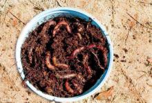 养殖塘滑口鱼多？五个小技巧让你爆护