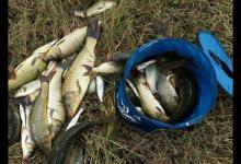 冬季水库钓鲤鱼的心得体会分享