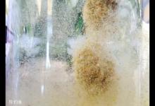 漫谈黑坑散炮的状态配置及用法