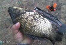 夏秋偷驴日黑坑钓鲫鱼的配饵技巧