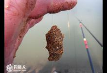 程继亮揭秘CCF黑坑获胜的饵料秘诀