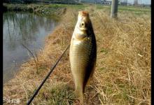 个人冬季野塘爽钓土鲫的秘密