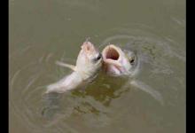 黑坑钓鱼的精髓之诱鱼和留鱼技巧