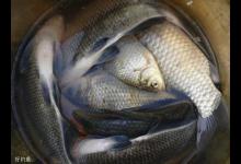 自制江河野钓鳊鱼的绝杀蝇蛆饵料配方