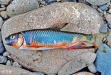 溪流钓的钓具装备搭配及钓法技巧详解