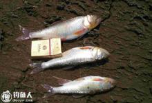 溪流飞铅钓马口鱼的选位、用饵技巧