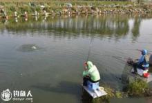 关于黑坑与竞技钓的区别技巧