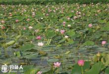 莲藕湖池中钓鱼的四个实用技巧