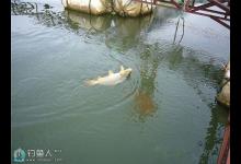 水库作钓网箱野生鱼的技巧攻略