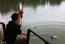 黑坑钓鲤鱼的钓竿、线组、浮漂使用技巧