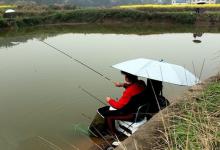 黑坑钓鱼有鱼星无口的原因及应对方法