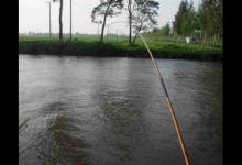 流水河钓法，自用钓法，每次都渔获满满