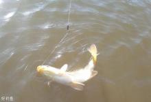 使用这些窍门，让你玩转任何大棚黑坑