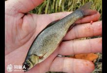 江河野钓柳根鱼的垂钓技法