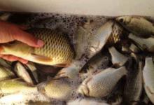 5个方面帮你判断鱼塘鱼的活性高低