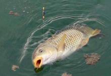 自然水域野钓鲤鱼的4大武器