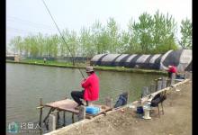 养殖塘的垂钓要点之滑口鱼必杀技