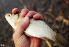 春季野河钓鲫的个人浅见