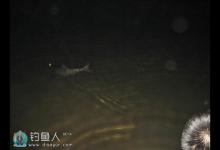 水库夜钓技巧（打窝用饵施钓等）
